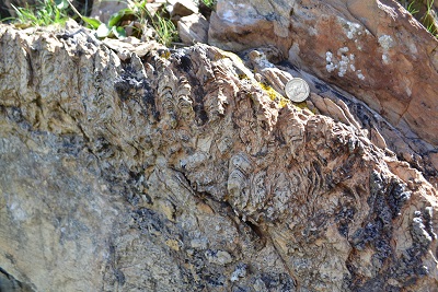 stromatolite in Isle of Islay, Scotland.A2014.6.5