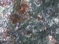 eclogite