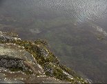 algae