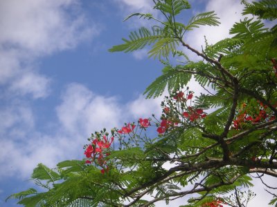 flame tree, rivershore near the Sigatoka, Viti Levu, Fiji Is.