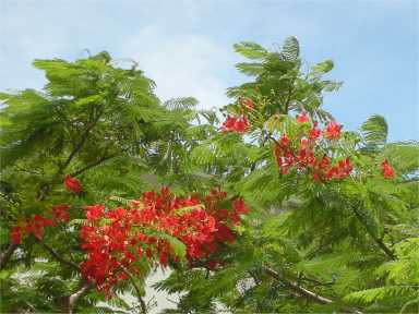 flame tree, Denarau, Fiji. Islands. 2008.3.16