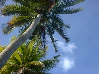 Pacific Harbor, Viti Levu, Fiji Is.